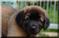 leonberger 008.jpg